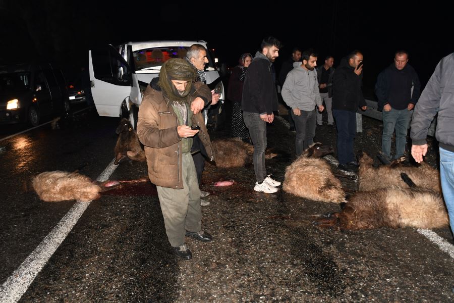 Minibüs koyun sürüsüne çarptı: 1 yaralı, 19 koyun öldü