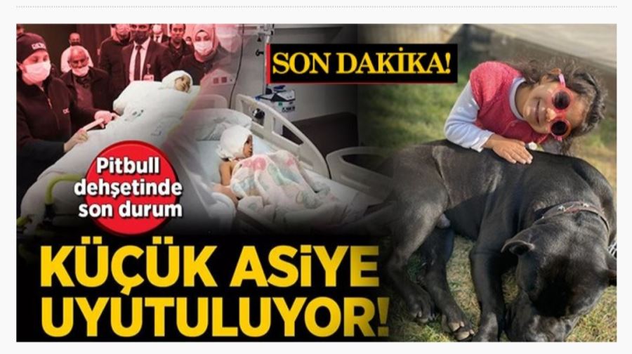 Pitbull dehşetinde son durum