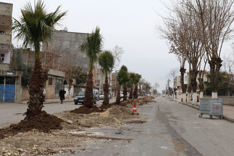 Yeni Mezarlık Yolunda Ağaçlandırma Çalışması