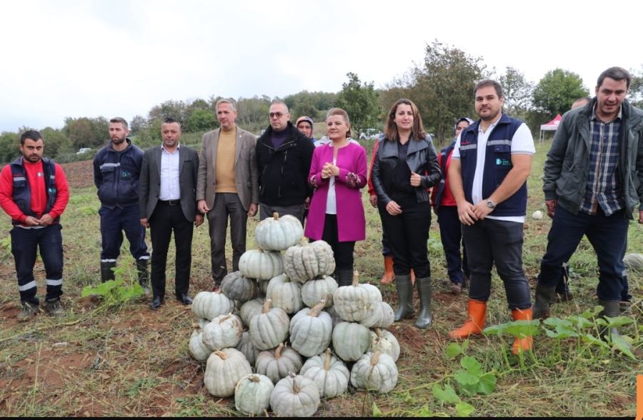 İzmit Belediyesi, bal kabaklarının hasadını gerçekleştirdi