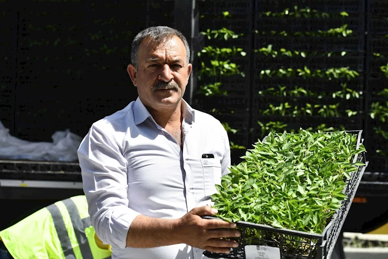 Başkent Belediyesi’nin sebze fidesi dağıtımı tekrar başladı  