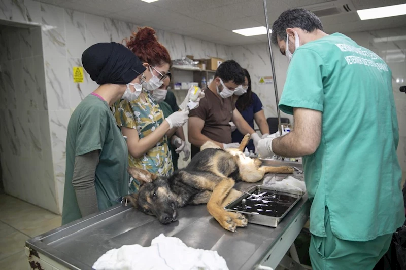 Öğrenciler veteriner hekimlerden sektör tecrübesi ediniyor  - Videolu Haber