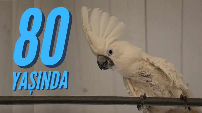 80 yaşındaki papağan 