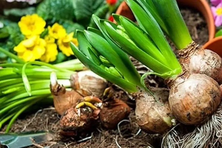 İşte 2026 yılı doğal çiçek soğanlarının ihracat listesi