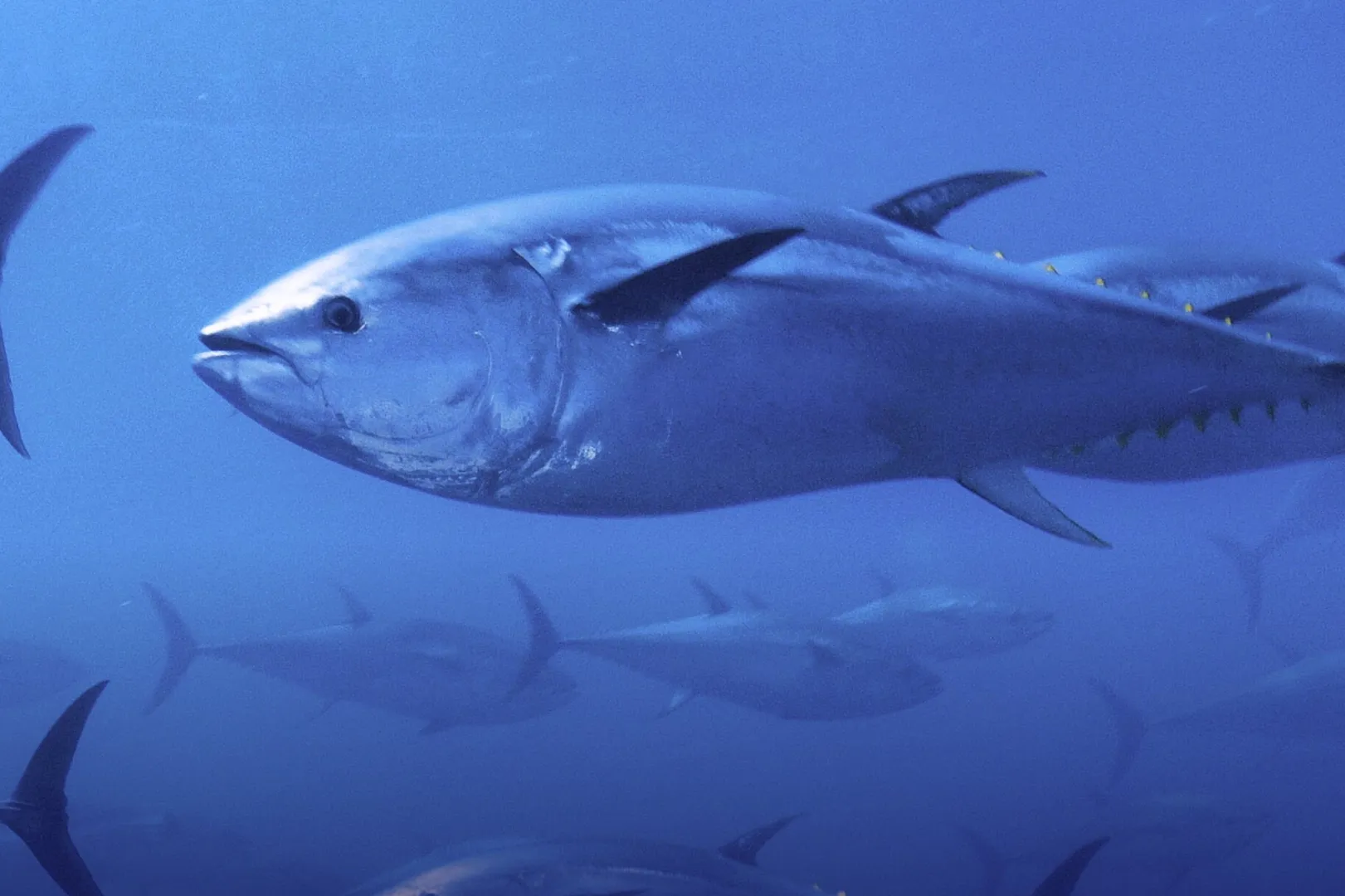 Mavi yüzgeçli orkinos kotası yüzde 20 arttı!