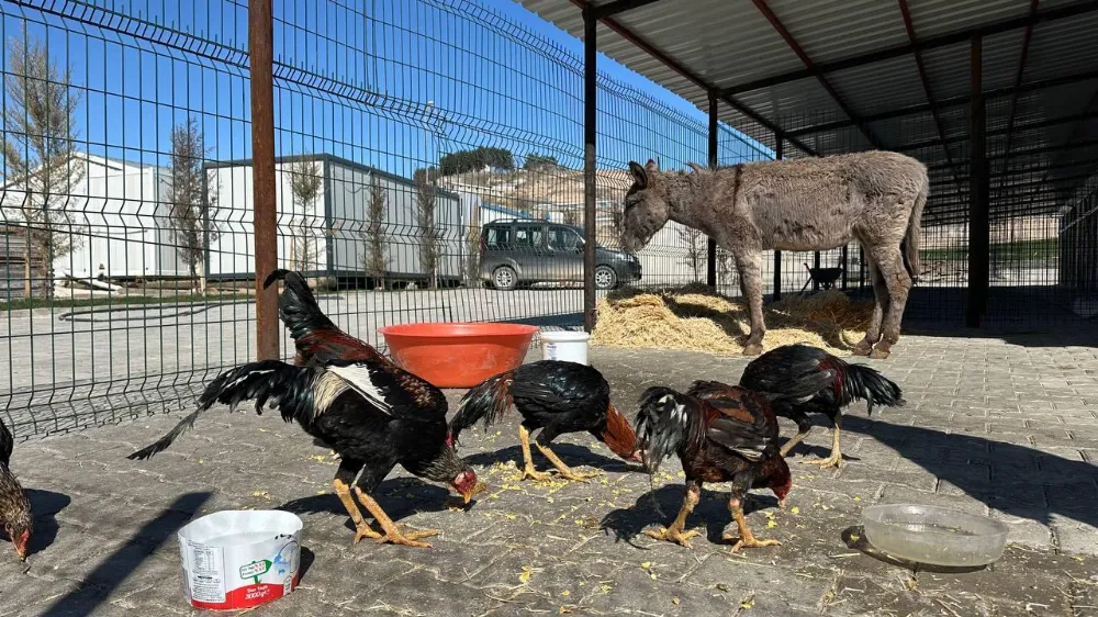 Yaralı eşek ve horozlar Adıyaman Belediyesi’nin barınağında tedavi ediliyor