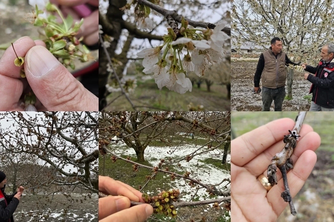 TBMM Zirai Don Araştırma Komisyonu üye seçimi 