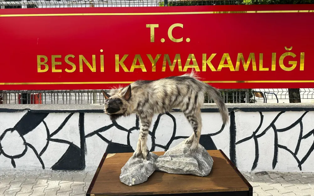 Çizgili Sırtlan Doğduğu Topraklara Döndü: Besni’de Sırtlan Müzesi Kuruluyor