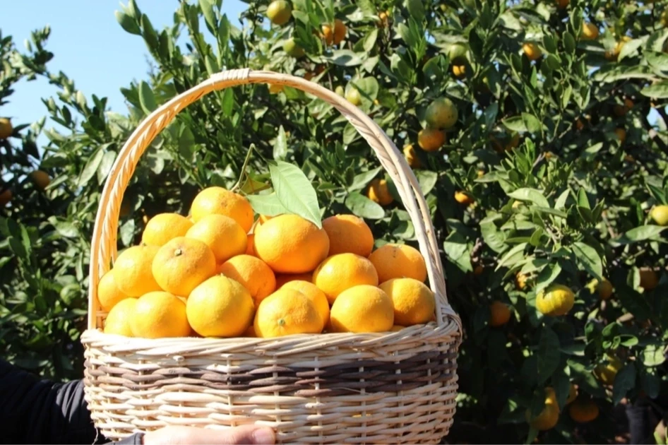 Tarım-ÜFE verileri açıklandı... Tropikal meyveler yine rekor kırdı