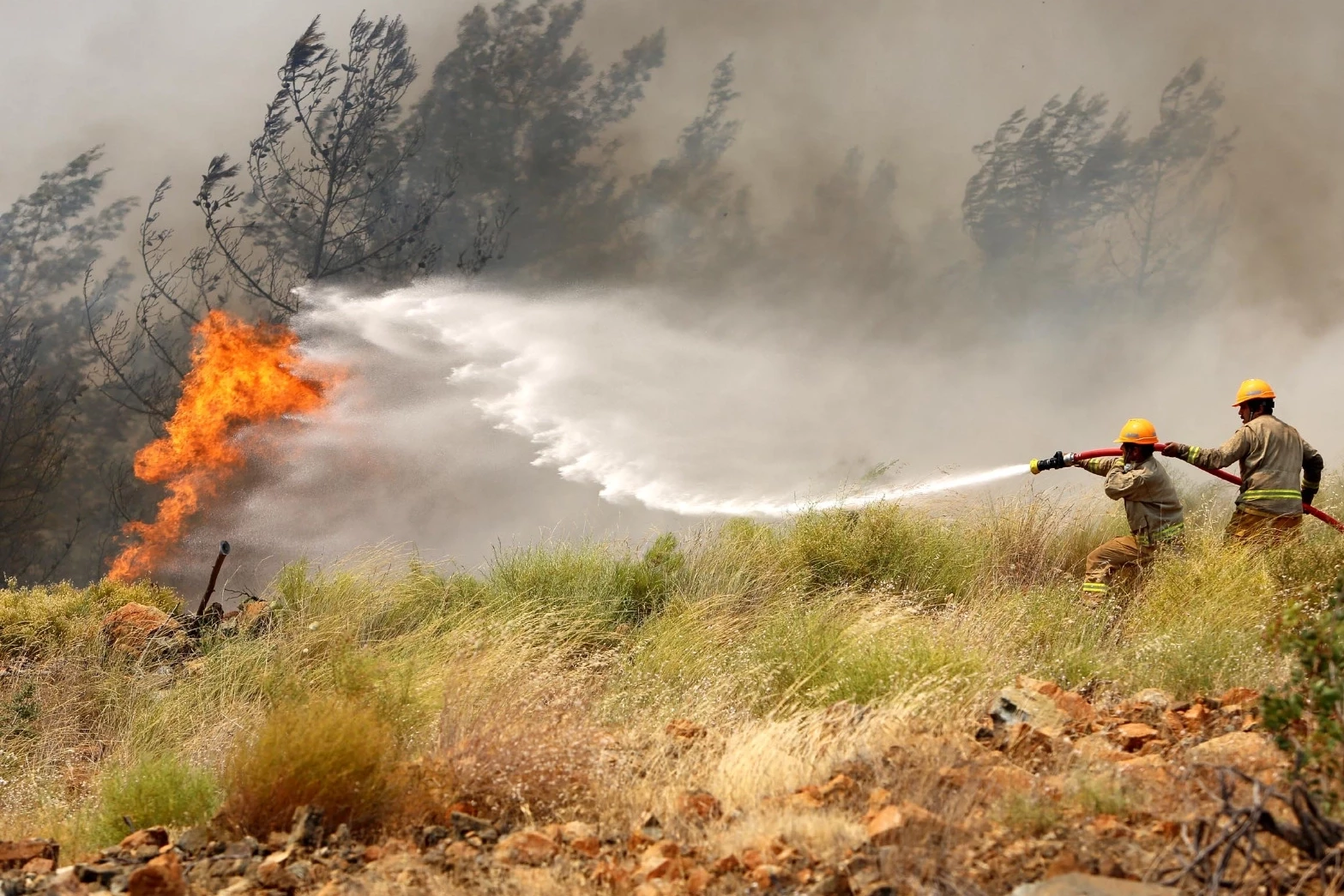 Orman Genel Müdürlüğü