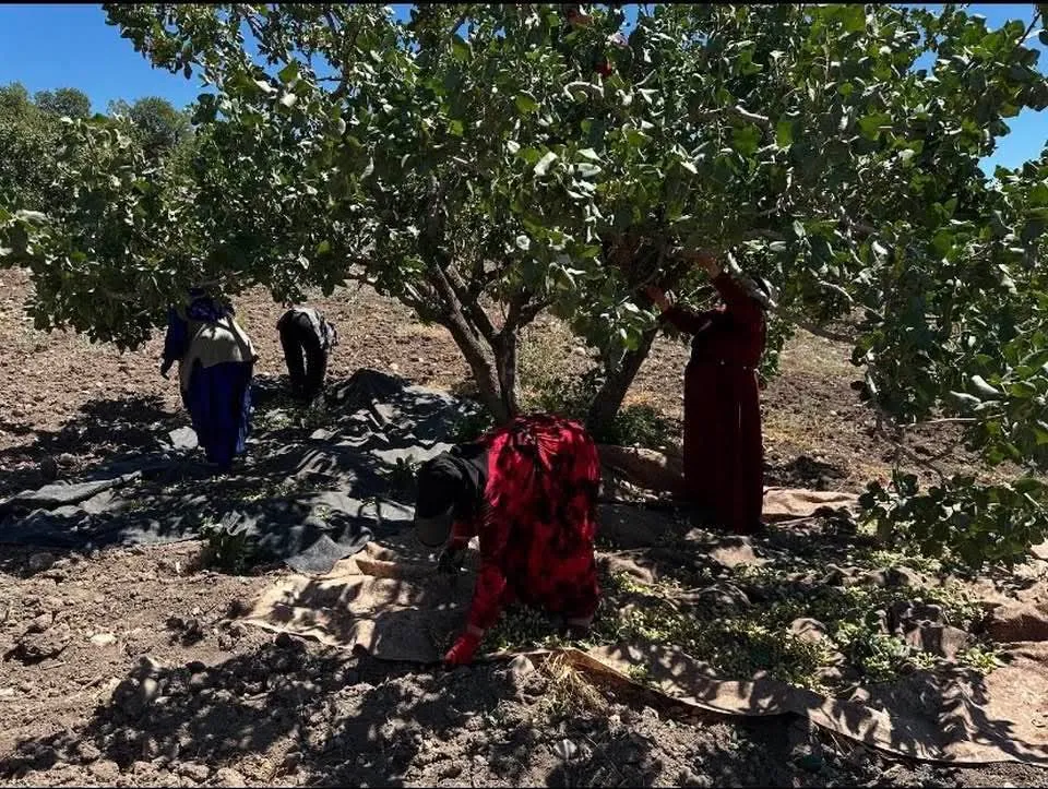 Sincik’te Don Felaketi Antep Fıstığı Üreticisini Vurdu