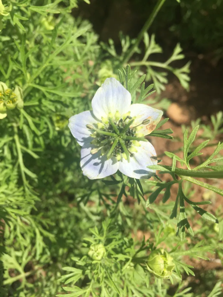 Çörek Otu, Tarımda Yeni Gözde Ürün Oldu