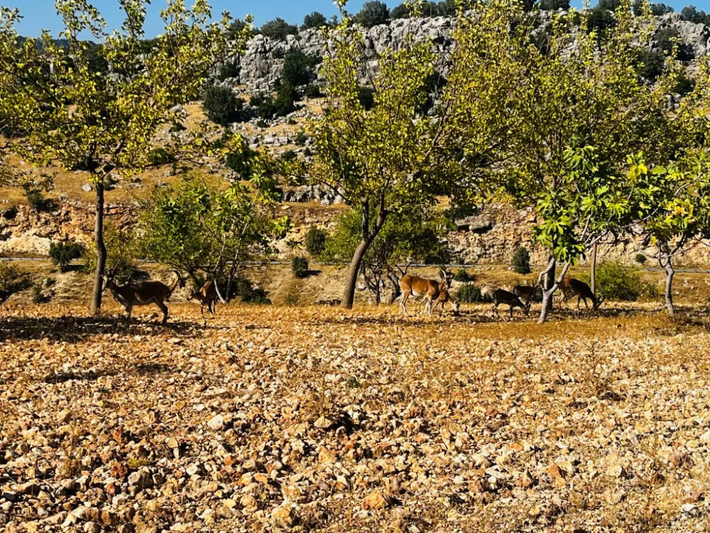 Adıyaman’ın Palanlı Köyünde Dağ Keçileri Görüntülendi