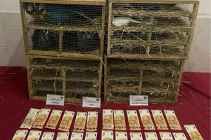 2025'te kaçak canlı hayvan ticareti darbe yedi... 85 bin 342 hayvan ele geçirildi