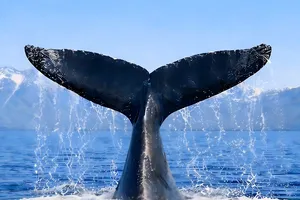 Türkiye, Uluslararası Balinacılık Komisyonu'nda